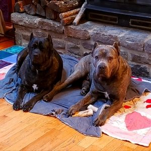 My Cane Corso Family